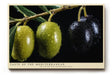 Paul Sinus Wandbild 120x80cm Oliven Makrofotografie mediterrane Frucht Naturmotiv moderne Kuechen Wanddekoration fuer Esszimmer Kueche Wohnzimmer