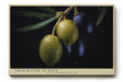 Paul Sinus Wandbild 120x80cm Olivenzweig Makrofotografie mediterrane Frucht Naturmotiv moderne Kuechen Wanddekoration fuer Esszimmer Wohnzimmer