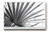 Paul Sinus Wandbild Palm Leaf Symmetry Schwarz-Weiß-Motiv eines Palmenblatts mit klarer Linienstruktur und eleganter, geometrischer Anordnung.