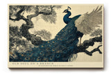 Paul Sinus Wandbild 120x80cm Pfau auf Baumzweig Elegante Vogelkunst in Blau Gold Asiatische Natur Wanddekoration