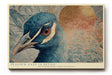 Paul Sinus Wandbild 120x80cm Pfau Portrait Tier Kunstmotiv Elegante Vogel Illustration mit detailreichen Federn und edler Farbgestaltung