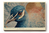 Paul Sinus Wandbild 120x80cm Pfau Portrait Tier Kunstmotiv Elegante Vogel Illustration mit detailreichen Federn und edler Farbgestaltung