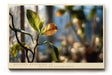 Paul Sinus Wandbild 120x80cm Pflanzen Makrofotografie Blatt im Sonnenlicht ruhige Natur Fotokunst modernes Naturbild stilvolle