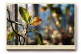 Paul Sinus Wandbild 120x80cm Pflanzen Makrofotografie Blatt im Sonnenlicht ruhige Natur Fotokunst modernes Naturbild stilvolle