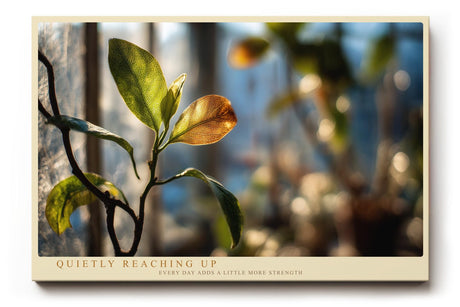 Paul Sinus Wandbild 120x80cm Pflanzen Makrofotografie Blatt im Sonnenlicht ruhige Natur Fotokunst modernes Naturbild stilvolle