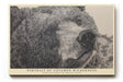 Paul Sinus Wandbild Portrait of Untamed Wilderness kraftvolles Tiermotiv mit Bärenporträt in natürlicher Linienzeichnung