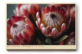 Paul Sinus Wandbild 120x80cm Protea Blueten Makrofotografie farbenreiche Blumen Kunst