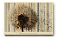 Paul Sinus Wandbild 120x80cm Pusteblume abstrakte Natur Illustration mit Linienstruktur modernes botanisches Kunstbild stilvolle