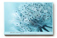 Paul Sinus Wandbild 120x80cm Pusteblume Detail Makrofotografie in hellen Blautönen minimalistische Naturkunst stilvolles botanisches Kunstbild für Wohnzimmer Büro