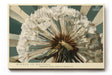 Paul Sinus Wandbild 120x80cm Pusteblume Makro Naturfotografie beige gruene Farben botanisches Kunstbild moderne Wanddekoration fuer Wohnzimmer Büro
