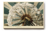 Paul Sinus Wandbild 120x80cm Pusteblume Makro Naturfotografie beige gruene Farben botanisches Kunstbild moderne Wanddekoration fuer Wohnzimmer Büro
