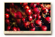 Paul Sinus Wandbild 120x80cm rote Beeren Makrofotografie mit Wassertropfen moderne Natur Fotokunst lebendiges Frucht Kunstbild für Küche Esszimmer Wohnzimmer