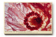Paul Sinus Wandbild 120x80cm Rote Bluete Makro botanische Kunst transparente Blüten Wanddekoration Wohnzimmer Schlafzimmer