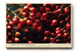 Paul Sinus Wandbild 120x80cm rote Wildbeeren Makrofotografie lebendige Natur Fotokunst mit leuchtenden Farben modernes Fruchtbild für Küche Esszimmer Wohnzimmer