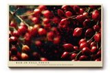 Paul Sinus Wandbild 120x80cm rote Wildbeeren Makrofotografie lebendige Natur Fotokunst mit leuchtenden Farben modernes Fruchtbild für Küche Esszimmer Wohnzimmer