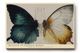 Paul Sinus Wandbild 120x80cm Schmetterling Illustration Dualitaet Natur Kunst Wanddekoration moderne Tierkunst Wohnzimmer Schlafzimmer