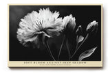 Paul Sinus Wandbild 120x80cm Schwarz Weiss Blume elegante Makro Blumenfotografie moderne Natur Wanddekoration