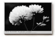 Paul Sinus Wandbild 120x80cm Schwarz Weiss Blumen Duo elegante Makro Naturfotografie moderne Wanddekoration