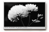 Paul Sinus Wandbild 120x80cm Schwarz Weiss Blumen Duo elegante Makro Naturfotografie moderne Wanddekoration
