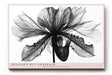 Paul Sinus Wandbild 120x80cm Schwarz Weiss Blumen Makrofotografie elegante botanische Blüte moderne Monochrom Kunst stilvolle