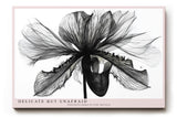 Paul Sinus Wandbild 120x80cm Schwarz Weiss Blumen Makrofotografie elegante botanische Blüte moderne Monochrom Kunst stilvolle