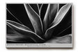 Paul Sinus Wandbild 120x80cm Schwarz Weiss Pflanzen Makrofotografie elegante botanische Blattstruktur modernes Natur Kunstbild für Wohnzimmer Büro Flur