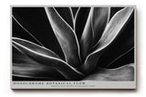 Paul Sinus Wandbild 120x80cm Schwarz Weiss Pflanzen Makrofotografie elegante botanische Blattstruktur modernes Natur Kunstbild für Wohnzimmer Büro Flur