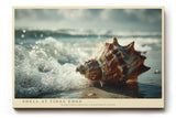 Paul Sinus Wandbild 120x80cm Shell at Tidal Edge Muschel am Strand mit Meereswellen Maritime Natur Kunst fuer Wohnzimmer Schlafzimmer und Büro