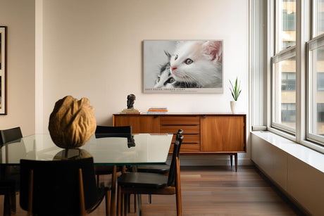 Paul Sinus Wandbild 120x80cm Soft Faces Shared Light zwei süße Kätzchen Tier Fotokunst Katzen Poster für Wohnzimmer Schlafzimmer Kinderzimmer