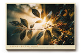 Paul Sinus Wandbild 120x80cm Sonnenlicht durch Blaetter Natur Fotokunst warmes Licht botanisches Motiv gruen gold moderne Wanddekoration fuer Wohnzimmer Büro
