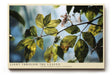 Paul Sinus Wandbild 120x80cm Sonnenlicht durch Blaetter Naturfotografie gruene Pflanzen moderne Naturkunst stilvolle Wanddekoration fuer Wohnzimmer Büro