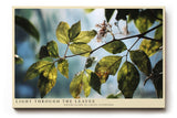 Paul Sinus Wandbild 120x80cm Sonnenlicht durch Blaetter Naturfotografie gruene Pflanzen moderne Naturkunst stilvolle Wanddekoration fuer Wohnzimmer Büro