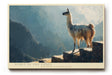 Paul Sinus Wandbild 120x80cm Spirit of the Andes Lama in den Anden Berglandschaft Peru Natur Kunst fuer Wohnzimmer und Büro