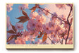 Paul Sinus Wandbild Springtime in Bloom – Zarte Kirschblüten im Licht des Frühlings