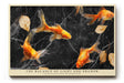 Paul Sinus Wandbild The Balance of Light and Shadow Golden Koi on Black Marble Elegance