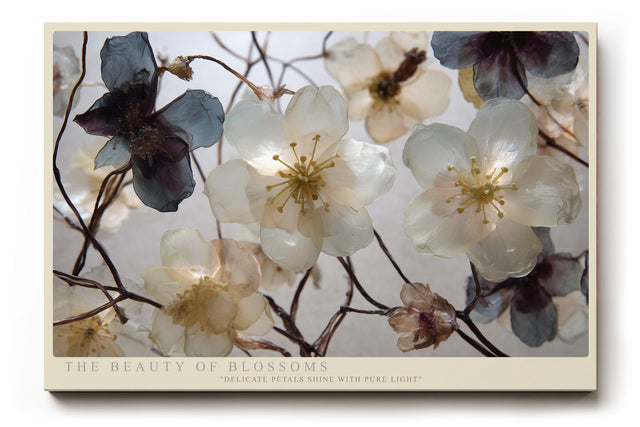 Paul Sinus Wandbild The Beauty of Blossoms – filigrane Blüten in zarten Weiß- und Blautönen symbolisieren Reinheit und Vergänglichkeit