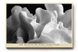 Paul Sinus Wandbild The Beauty of Pure Structure – Ästhetik organischer Formen in perfekter Linienführung