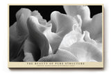 Paul Sinus Wandbild The Beauty of Pure Structure – Ästhetik organischer Formen in perfekter Linienführung