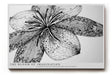 Paul Sinus Wandbild The Bloom of Imagination – Die Blüte der Fantasie in Schwarz-Weiß