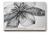 Paul Sinus Wandbild The Bloom of Imagination – Die Blüte der Fantasie in Schwarz-Weiß