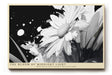 Paul Sinus Wandbild The Bloom of Midnight Light Künstlerisches Schwarz-Weiß-Motiv einer Blüte im Kontrast aus Licht und Dunkelheit – Symbol für Reinheit und Stärke.