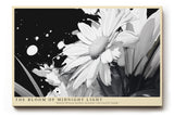 Paul Sinus Wandbild The Bloom of Midnight Light Künstlerisches Schwarz-Weiß-Motiv einer Blüte im Kontrast aus Licht und Dunkelheit – Symbol für Reinheit und Stärke.