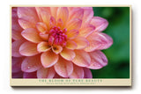 Paul Sinus Wandbild The Bloom of Pure Beauty – Zarte Blüte im Glanz des Morgentaus
