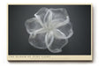 Paul Sinus Wandbild The Bloom of Pure Light – Zarte Transparenz und zeitlose Eleganz in minimalistischer Form