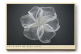 Paul Sinus Wandbild The Bloom of Pure Light – Zarte Transparenz und zeitlose Eleganz in minimalistischer Form