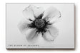 Paul Sinus Wandbild The Bloom of Shadows abstrakte Blüte in Schwarz Weiß mit feinen Linien und faszinierendem Kontrast