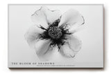 Paul Sinus Wandbild The Bloom of Shadows abstrakte Blüte in Schwarz Weiß mit feinen Linien und faszinierendem Kontrast