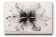 Paul Sinus Wandbild The Bloom of Shadows abstraktes Blumenmotiv in Schwarz Weiß mit ausdrucksstarker Form und Tiefe