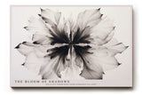 Paul Sinus Wandbild The Bloom of Shadows abstraktes Blumenmotiv in Schwarz Weiß mit ausdrucksstarker Form und Tiefe