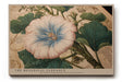 Paul Sinus Wandbild The Botanical Elegance – detailreiches botanisches Motiv einer Blüte mit kunstvoller Vintage-Anmutung und naturwissenschaftlichem Charme